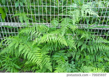 Fence and sheep teeth Fence and sheep teeth 70685697