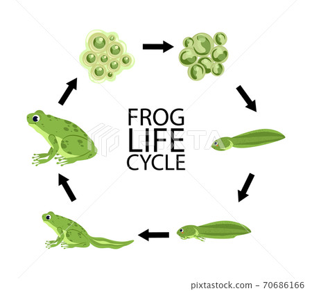 Set of cartoon frog Set of cartoon frog 70686166
