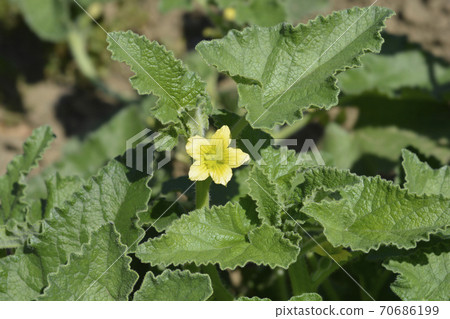 Squirting cucumber Squirting cucumber 70686199