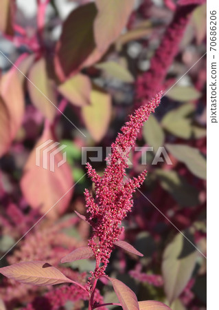 Amaranth Velvet Curtains 70686206