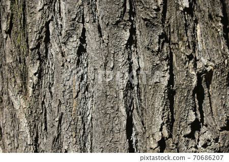 Japanese pagoda tree 70686207