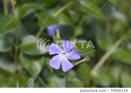 Lesser Periwinkle 70686226