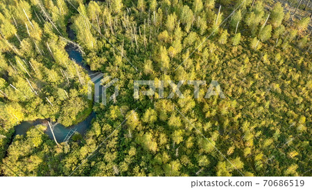 Aerial view from drone of young trees growing at the site of forest fire. 70686519