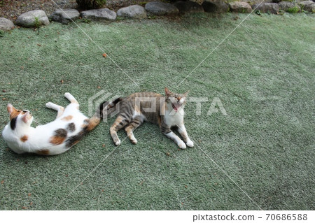 Two cats Two cats 70686588