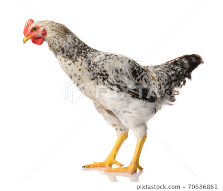 one gray rooster isolated on white background, studio shoot one gray rooster isolated on white background, studio shoot 70686861