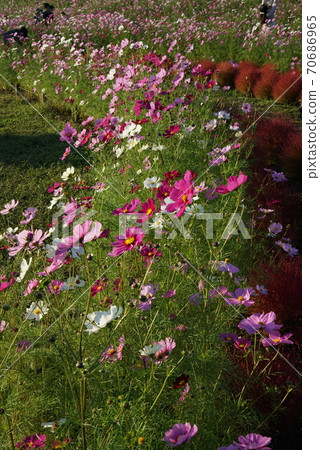 Cosmos flowers 70686965