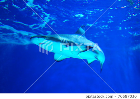 shark shark 70687030