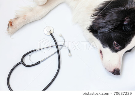 Puppy dog border collie and stethoscope isolated on white background. Little dog on reception at veterinary doctor in vet clinic. Pet health care and animals concept. 70687229