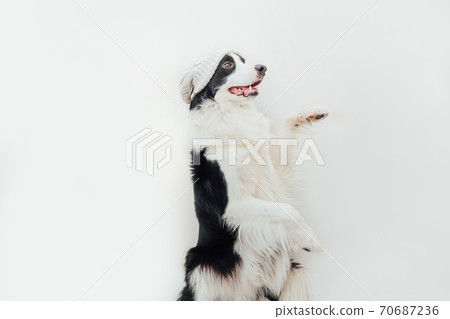 Funny studio portrait of cute smiling puppy dog border collie wearing warm knitted clothes white hat isolated on white background. Winter or autumn portrait of new lovely member of family little dog. 70687236