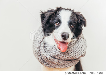 Funny studio portrait of cute smiling puppy dog border collie wearing warm clothes scarf around neck isolated on white background. Winter or autumn portrait of little dog. 70687381