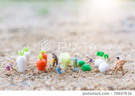 Miniature people : Gardeners Harvesting a vegetables  , Agriculture concept 70687616