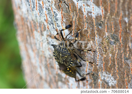 黃斑椿象 70688014