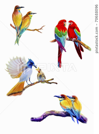 Bird set watercolor painting of couple bird. Bird set watercolor painting of couple bird. 70688096