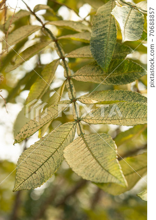 Tree: Rhus chinensis, Rhus chinensis 70688857