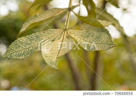 Tree: Rhus chinensis, Rhus chinensis 70688858