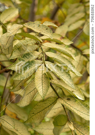 Tree: Rhus chinensis, Rhus chinensis Tree: Rhus chinensis, Rhus chinensis 70688862