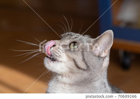 Sabatra cat with a tongue out Sabatra cat with a tongue out 70689166