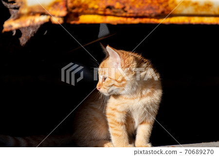 Staring kitten, tea tabby cat Staring kitten, tea tabby cat 70689270