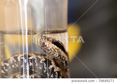 Caught pit viper 70689271