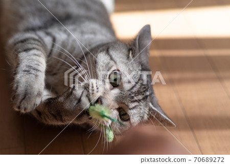Sabatra cat, a cat that bites into a cat 70689272