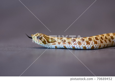snake, animal, animals - Stock Photo [70689452] - PIXTA