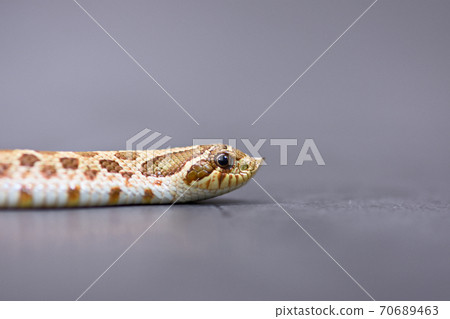 Hognose snake Hognose snake 70689463