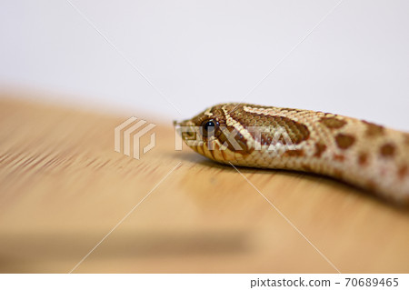 Hognose snake Hognose snake 70689465