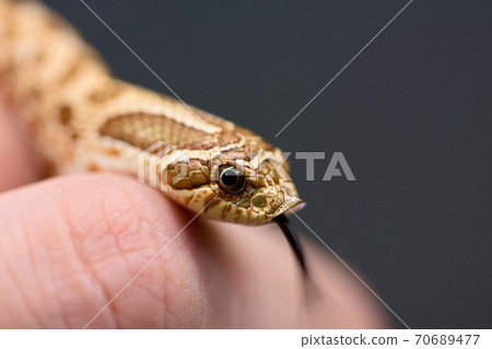 Hognose snake Hognose snake 70689477