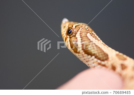 snake, animal, animals 70689485