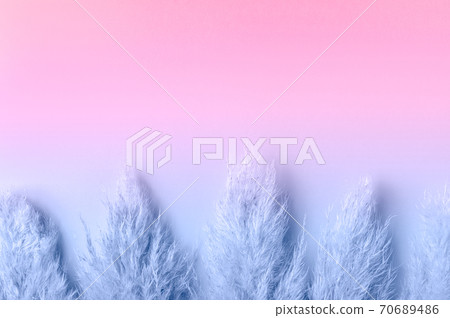 Dried Pampas Grass Dried Pampas Grass 70689486
