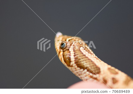 Hognose snake Hognose snake 70689489
