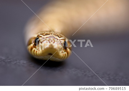 Hognose snake Hognose snake 70689515