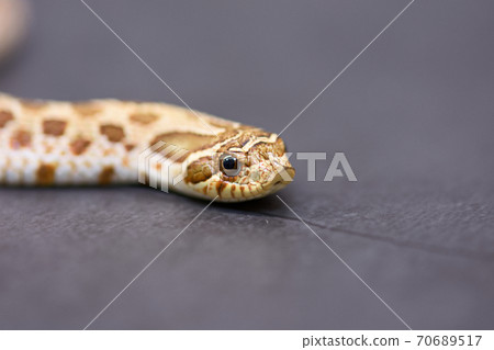 Hognose snake Hognose snake 70689517