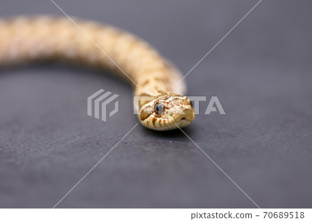 Hognose snake Hognose snake 70689518