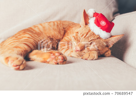 Cute ginger cat in xmas hat Cute ginger cat in xmas hat 70689547
