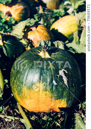 Pick your own pumpkin farm Pick your own pumpkin farm 70689571