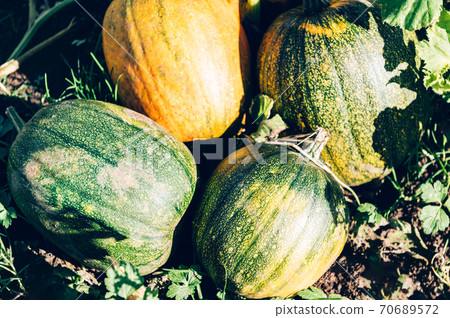 Pick your own pumpkin farm Pick your own pumpkin farm 70689572