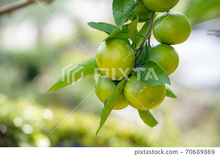 Wenzhou mandarin orange fruit which has begun to mature Wenzhou mandarin orange fruit which has begun to mature 70689869