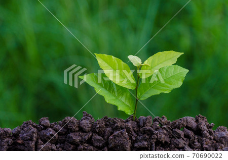 Planting seedlings young plant in the morning light on nature background 70690022
