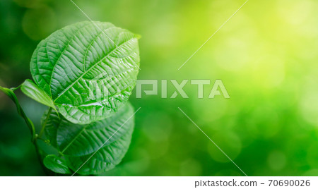Leaves background Blurry green leaves have free space Leaves background Blurry green leaves have free space 70690026