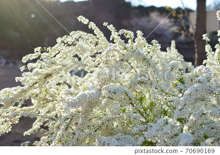 Image of Spiraea thunbergii in full bloom