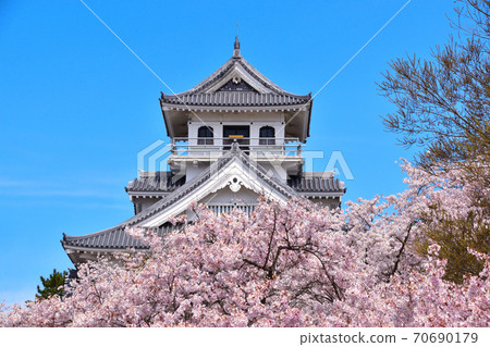 Sakura view Nagahama castle 70690179
