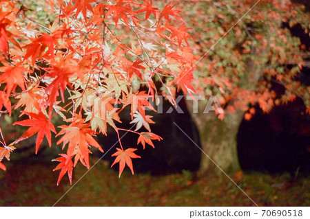 One tree and autumn leaves 70690518