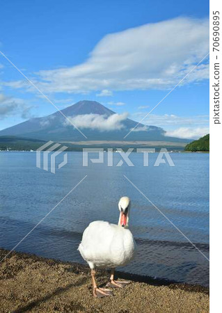 Swan and Mt. Fuji in Lake Yamanaka, Yamanashi Prefecture Swan and Mt. Fuji in Lake Yamanaka, Yamanashi Prefecture 70690895