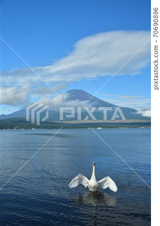 Swan and Mt. Fuji in Lake Yamanaka, Yamanashi Prefecture 70690896