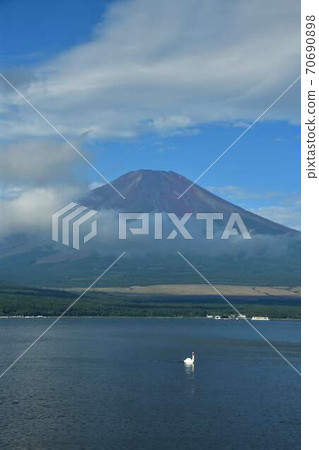 山梨縣山中湖的天鵝和富士山 70690898