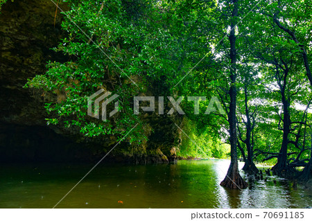 Miyara River mangrove canoe for the first time 70691185