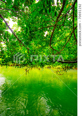 第一個宮原河紅樹林獨木舟 第一個宮原河紅樹林獨木舟 70691192