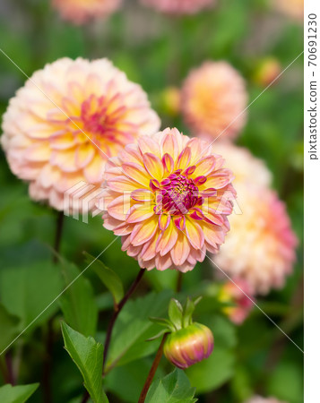 Dahlia Grace Dahlia Dahlia Grace Dahlia 70691230
