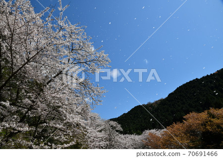 Cherry blossoms falling snow 70691466